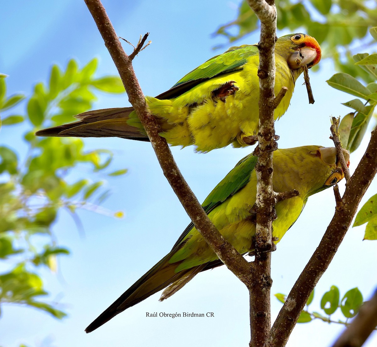 Orange-fronted Parakeet - ML644232875