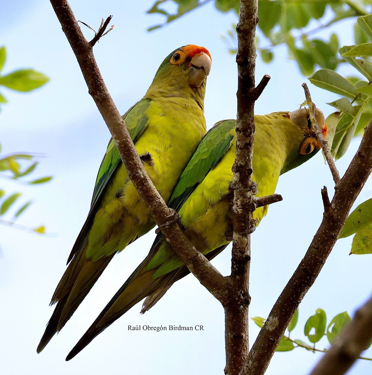 Orange-fronted Parakeet - ML644232876