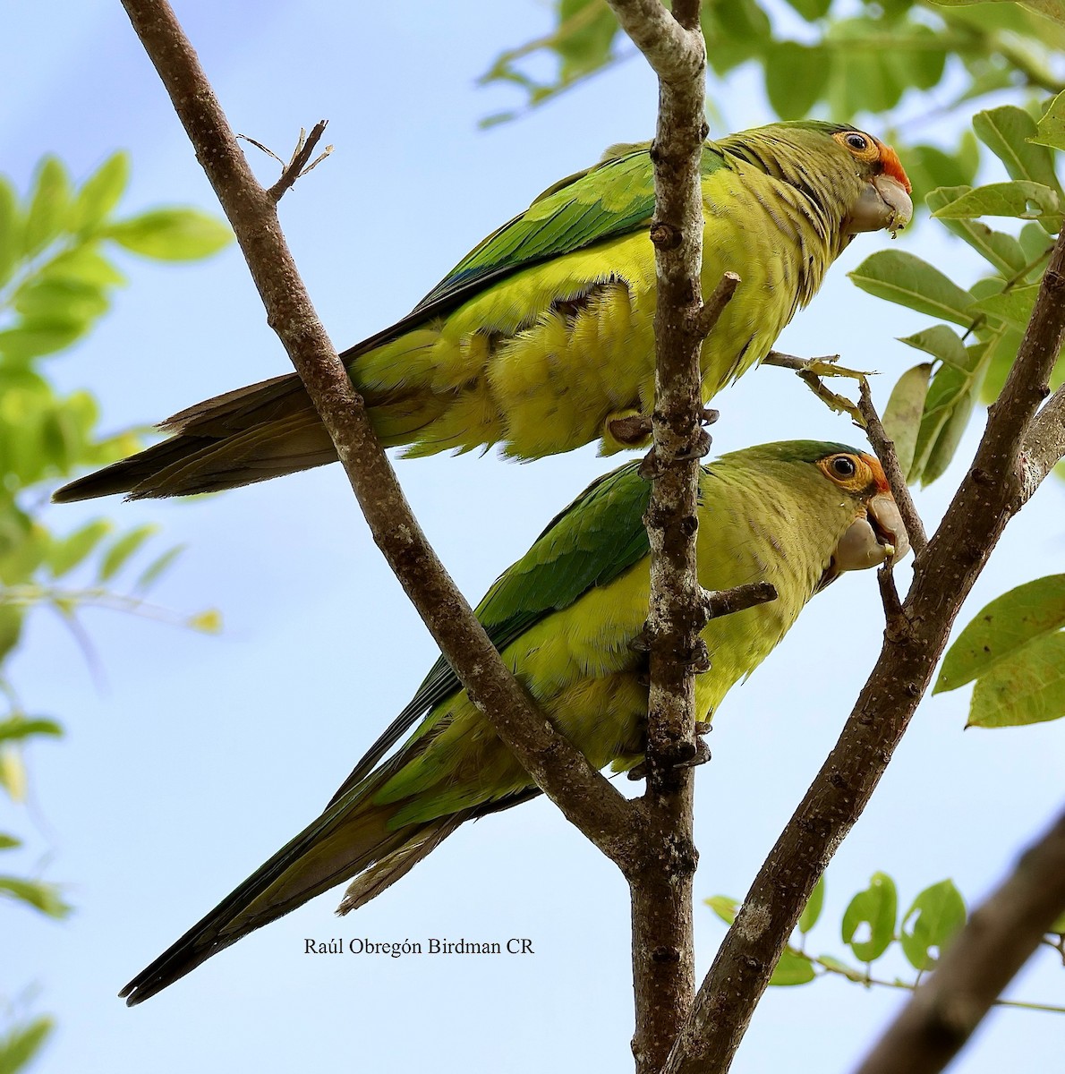 Orange-fronted Parakeet - ML644232877