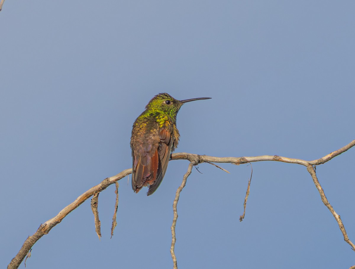 beryllkolibri - ML644232896