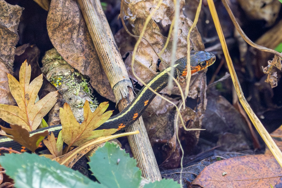 Garter Snakes - ML644232905