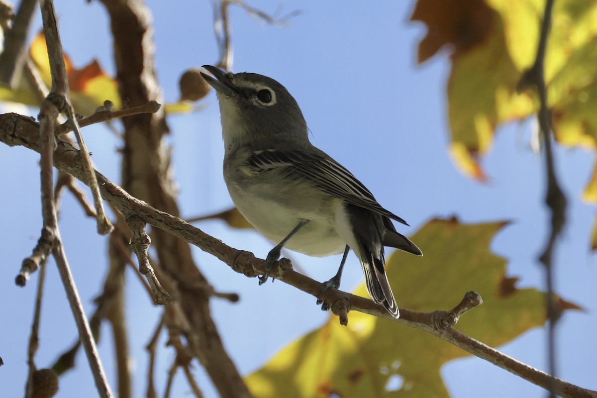 Plumbeous Vireo - ML644232908