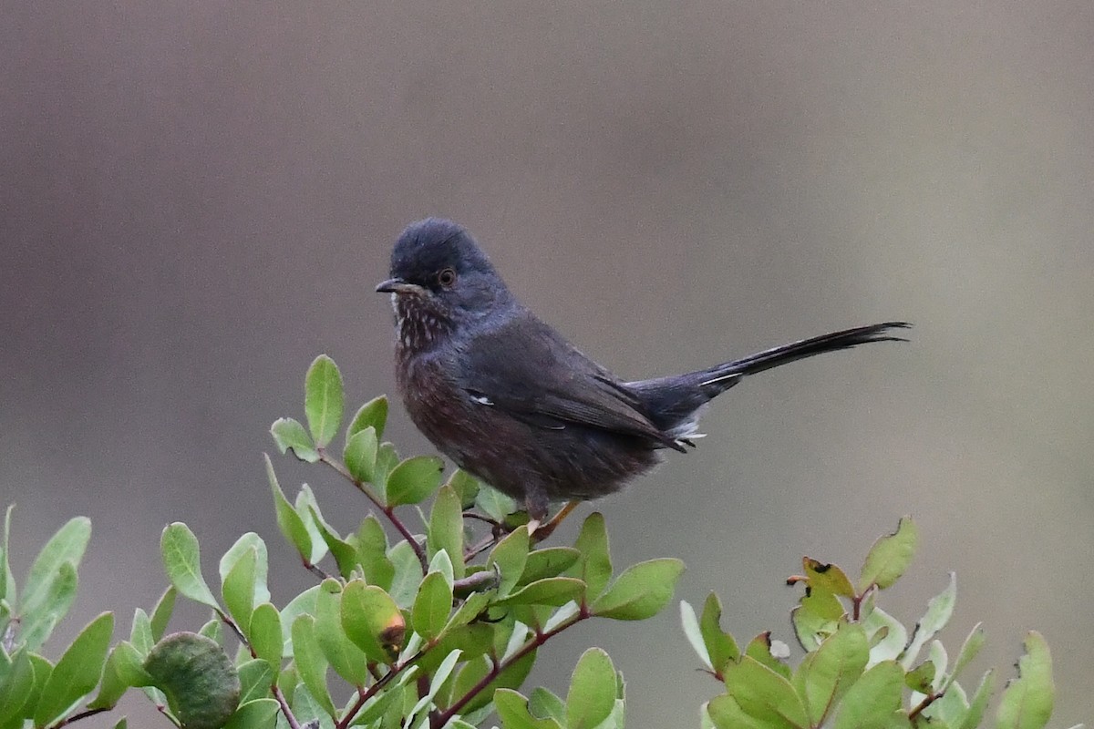 Magnanina comune - ML644232915