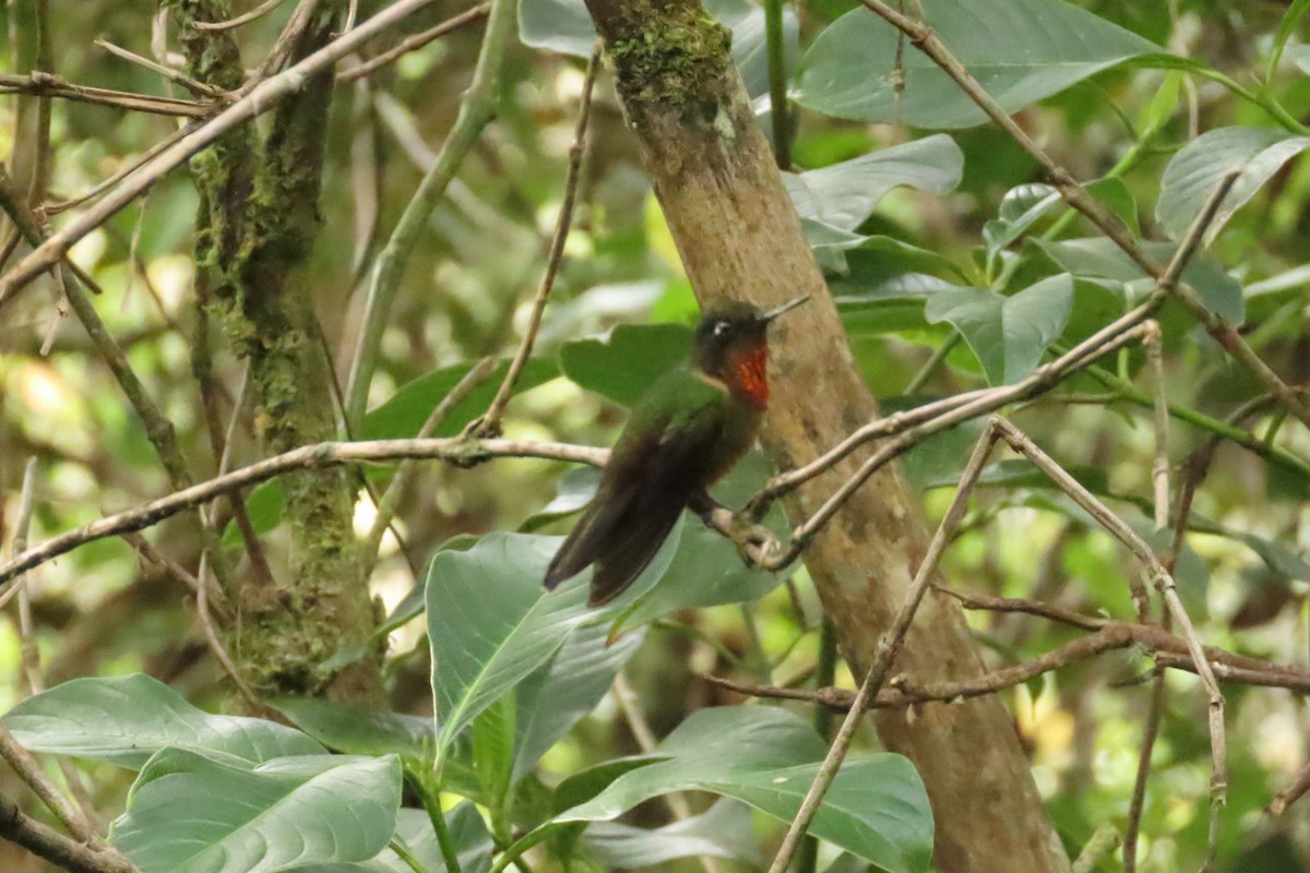 Orange-throated Sunangel - ML644232920