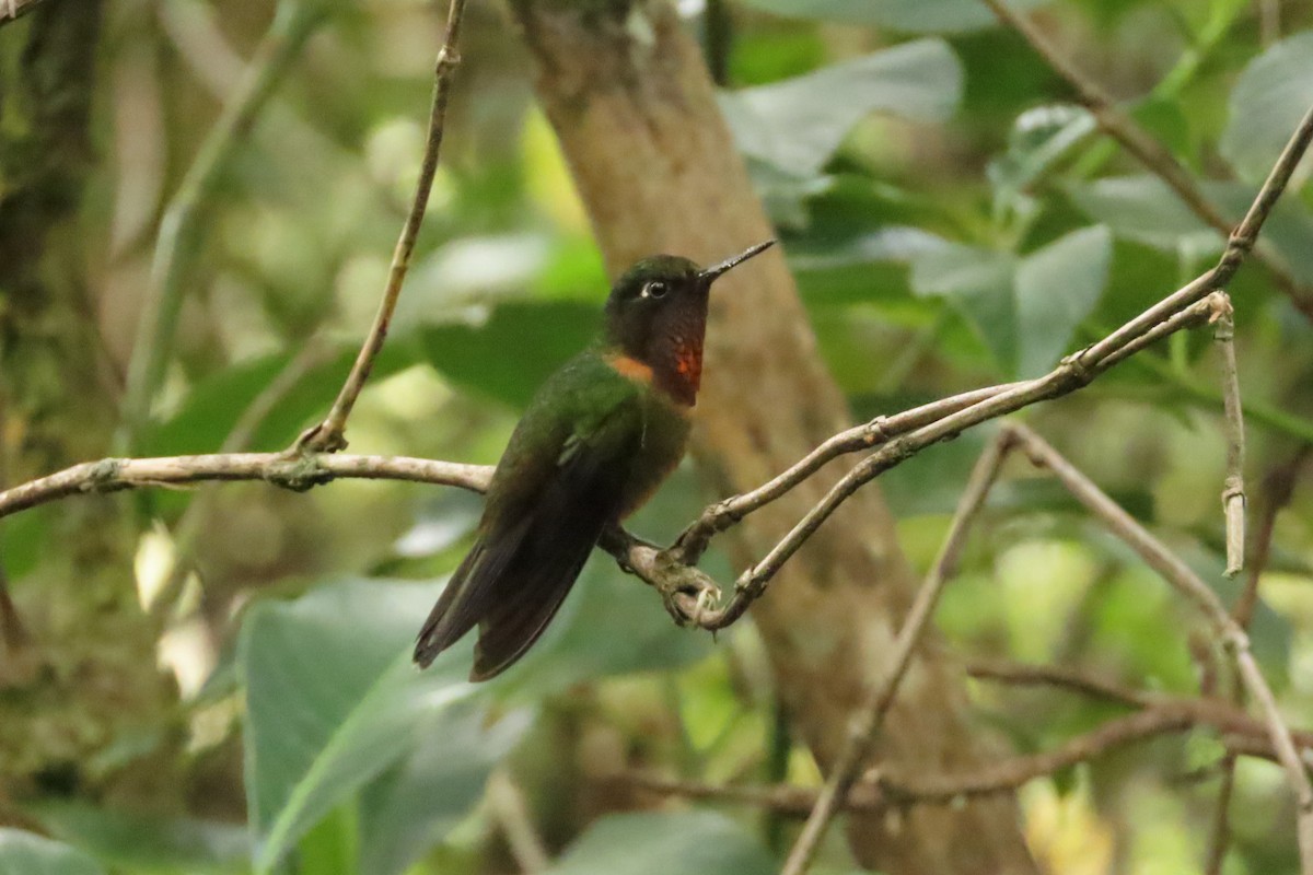 Orange-throated Sunangel - ML644232923