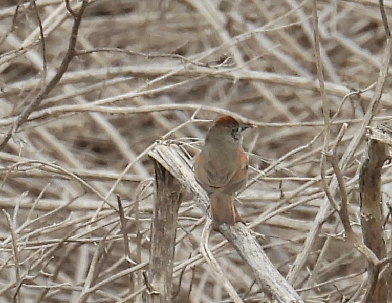 Pale-breasted Spinetail - ML644232980