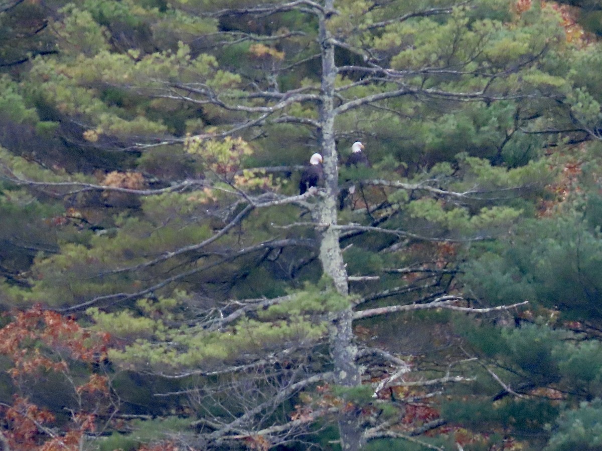 Bald Eagle - ML644232987
