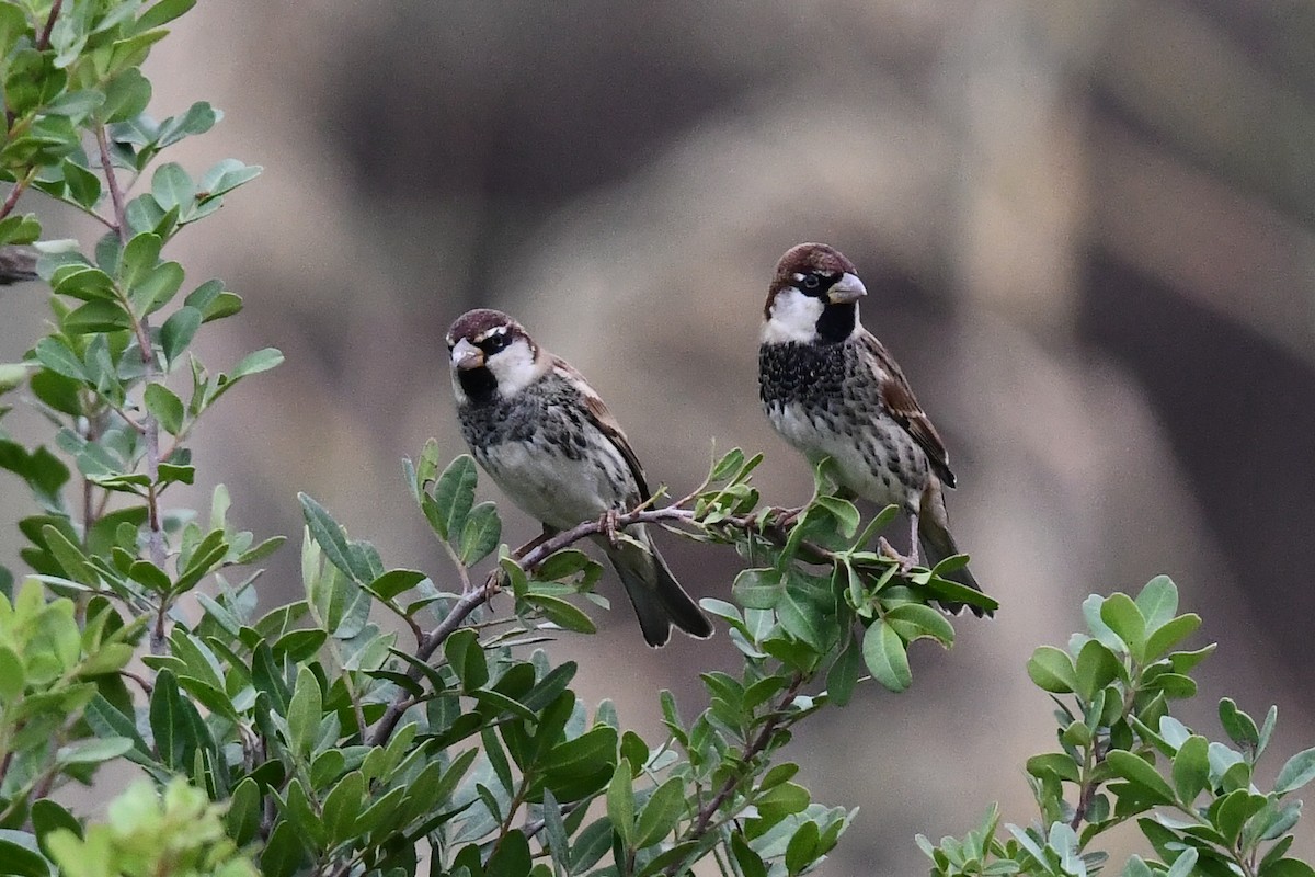 Spanish Sparrow - ML644232991