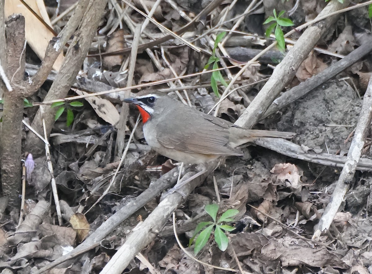 ノゴマ - ML644233004