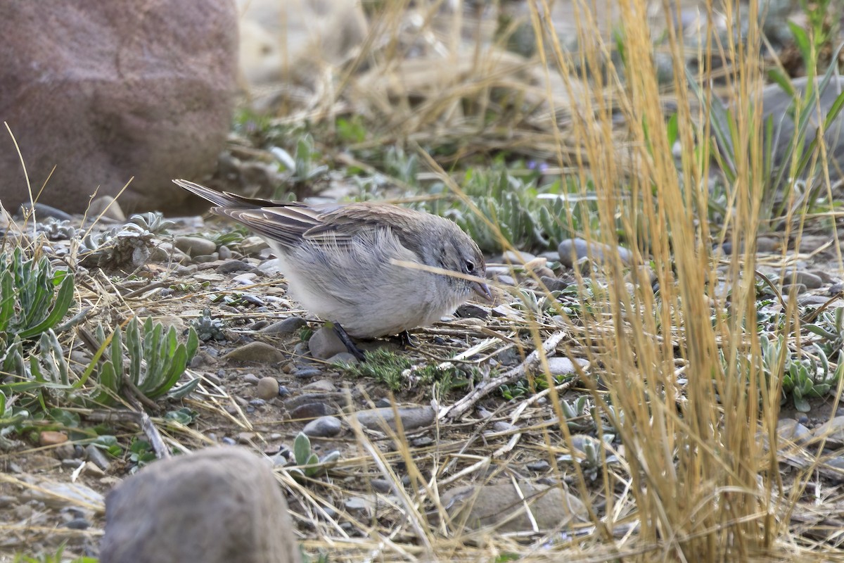 Ash-breasted Sierra Finch - ML644233019