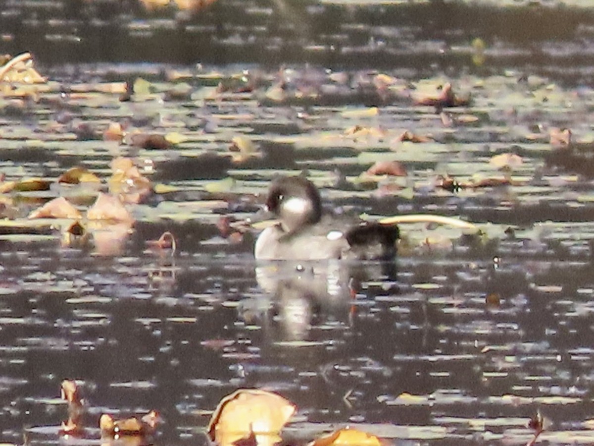 Bufflehead - ML644233022