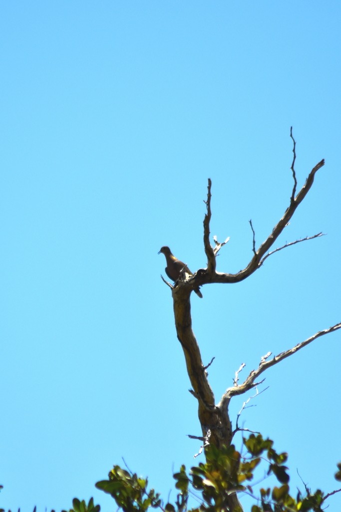 Zenaida Dove - ML644233023