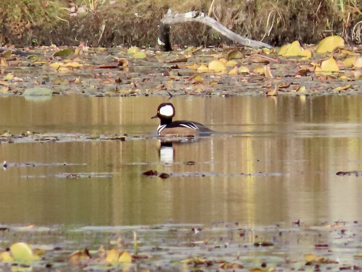 Hooded Merganser - ML644233057