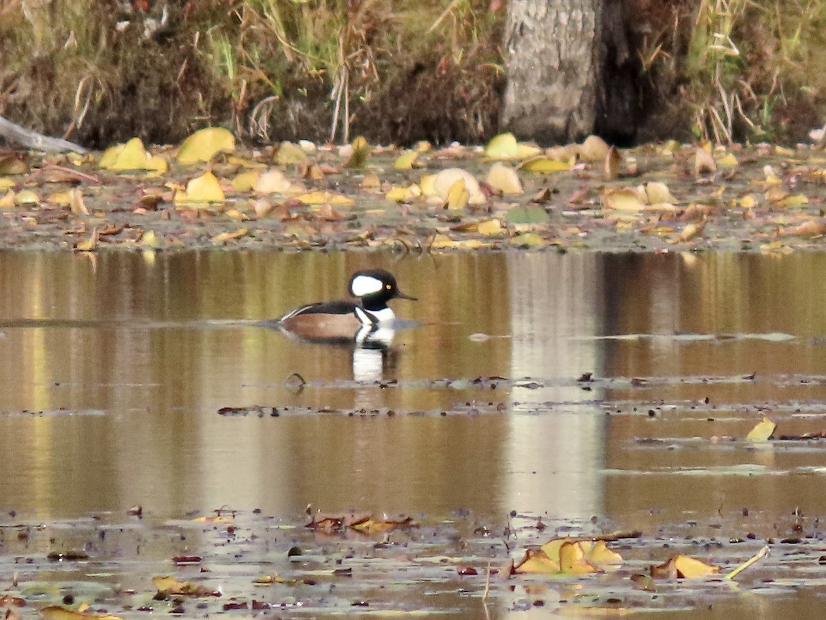 Hooded Merganser - ML644233058