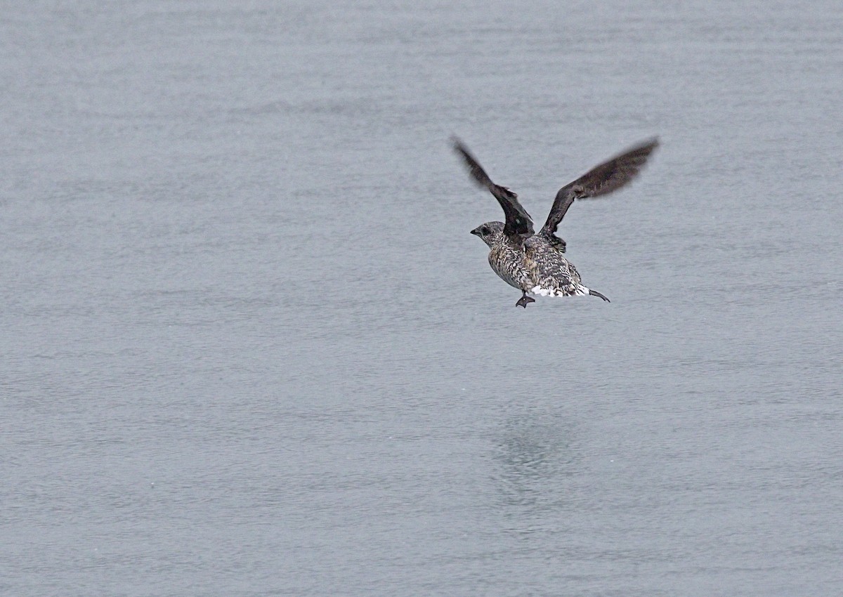 Пижик короткодзьобий - ML644233062