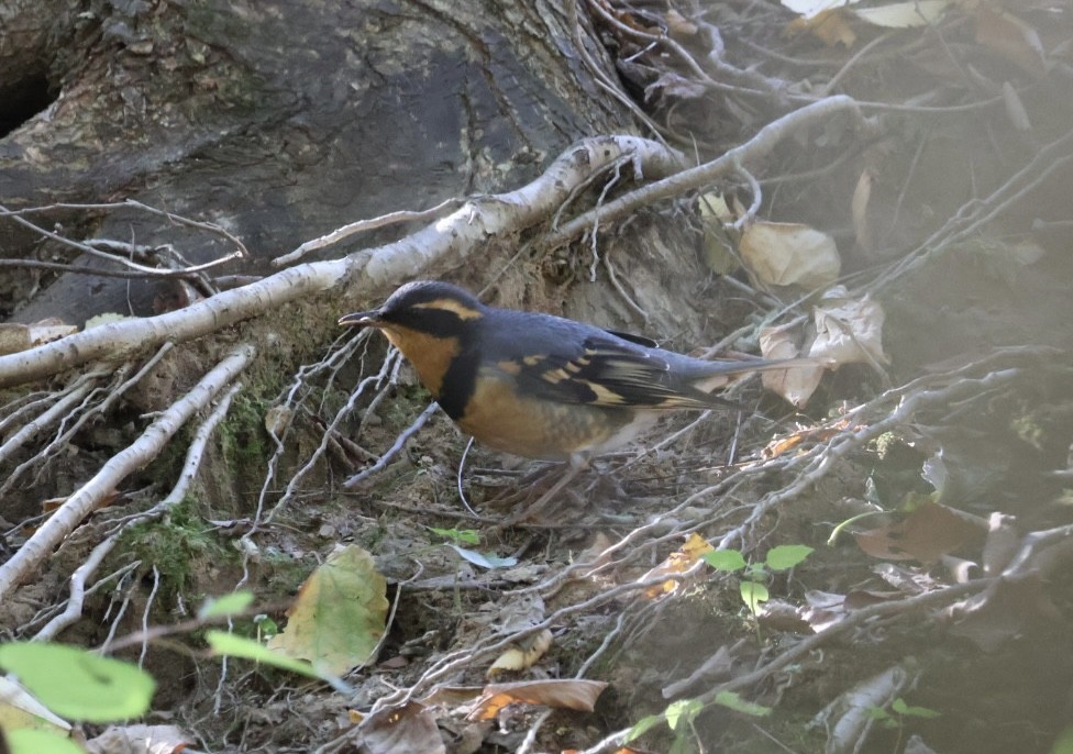 drozd pruhokřídlý - ML644233063