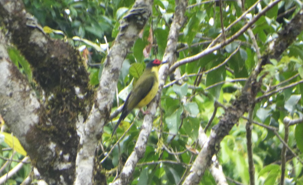 Australasian Figbird - ML644233065