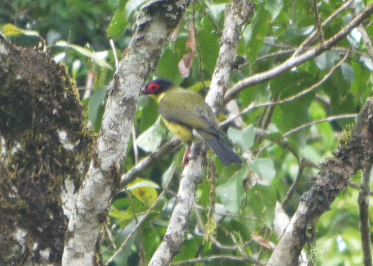 Australasian Figbird - ML644233066