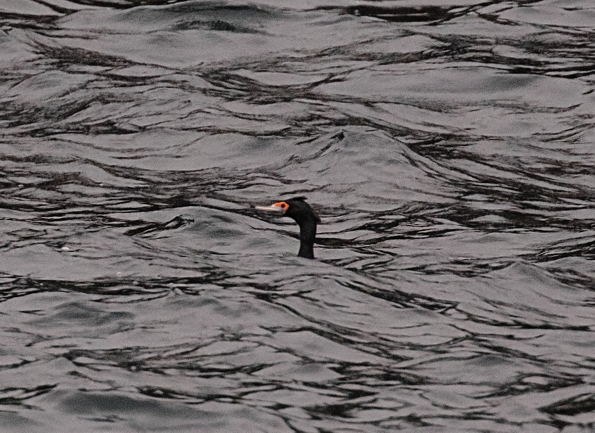 Rotgesichtscharbe - ML644233070