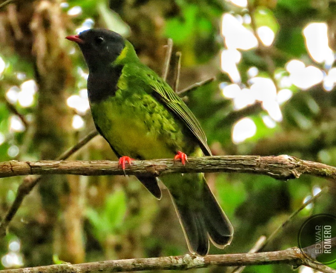 Green-and-black Fruiteater - ML644233075