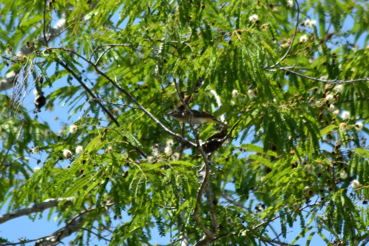 Black-whiskered Vireo - ML644233078