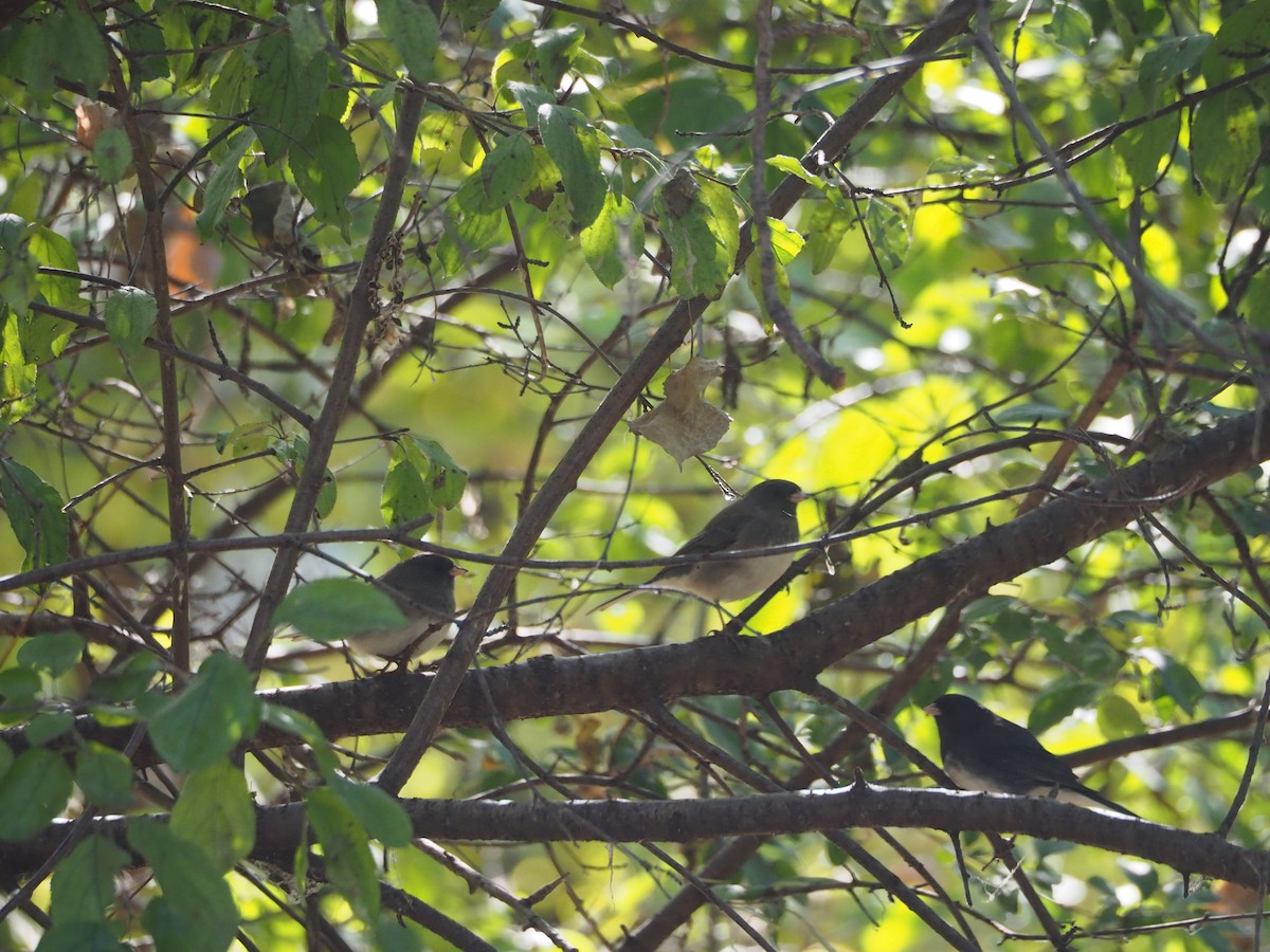 Dark-eyed Junco - ML644233088