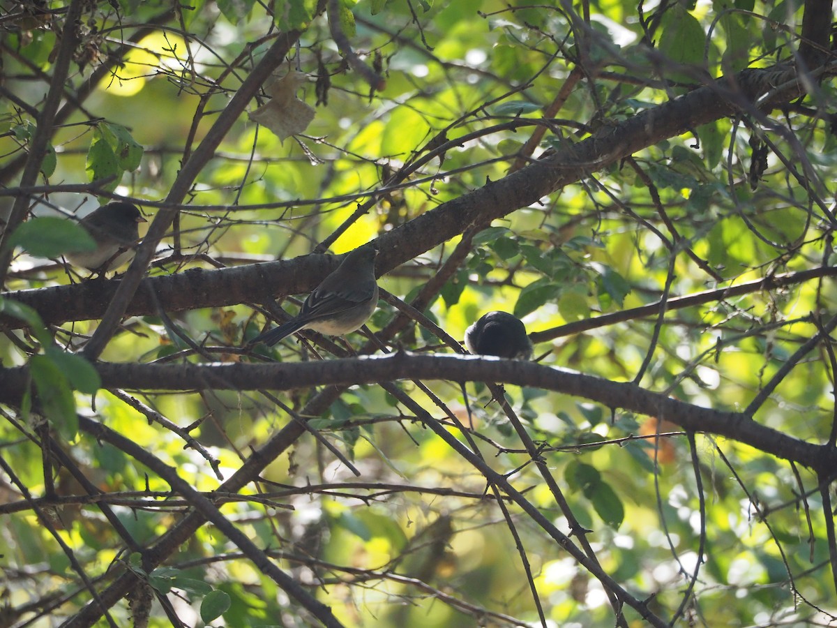 Dark-eyed Junco - ML644233089