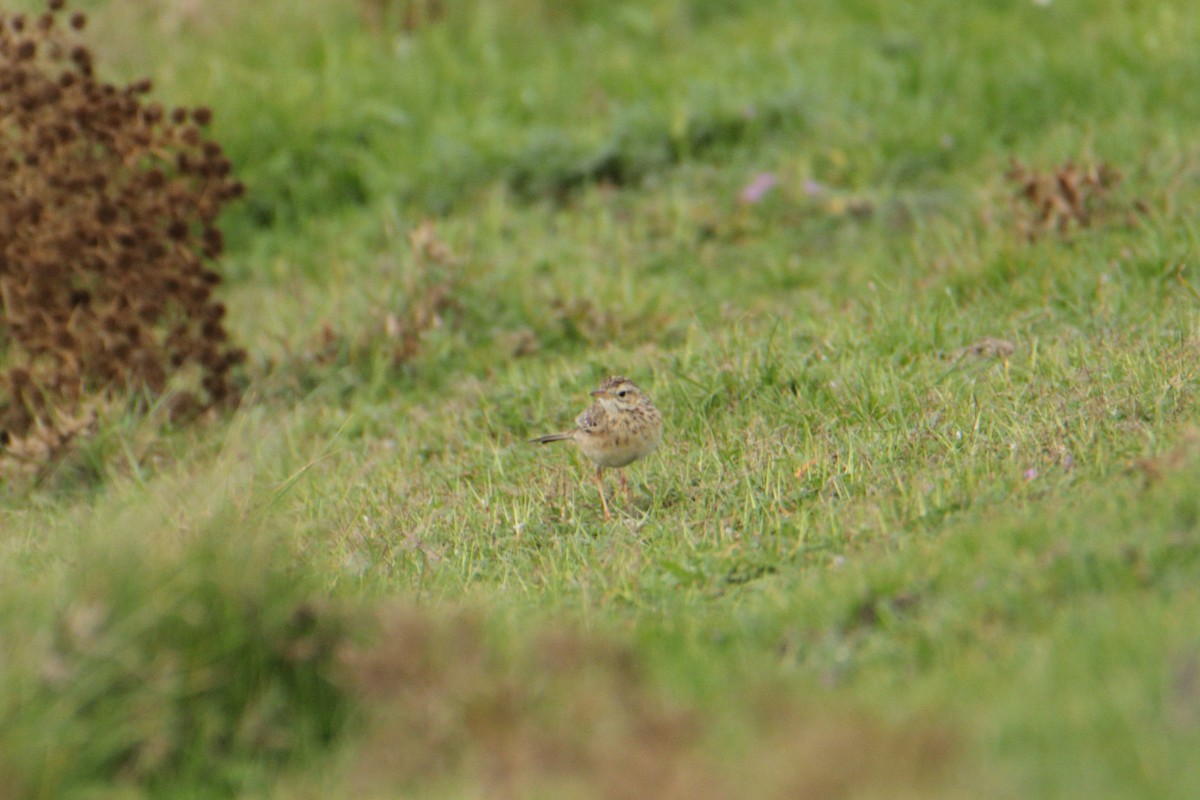 Bisbita de Richard - ML644233097