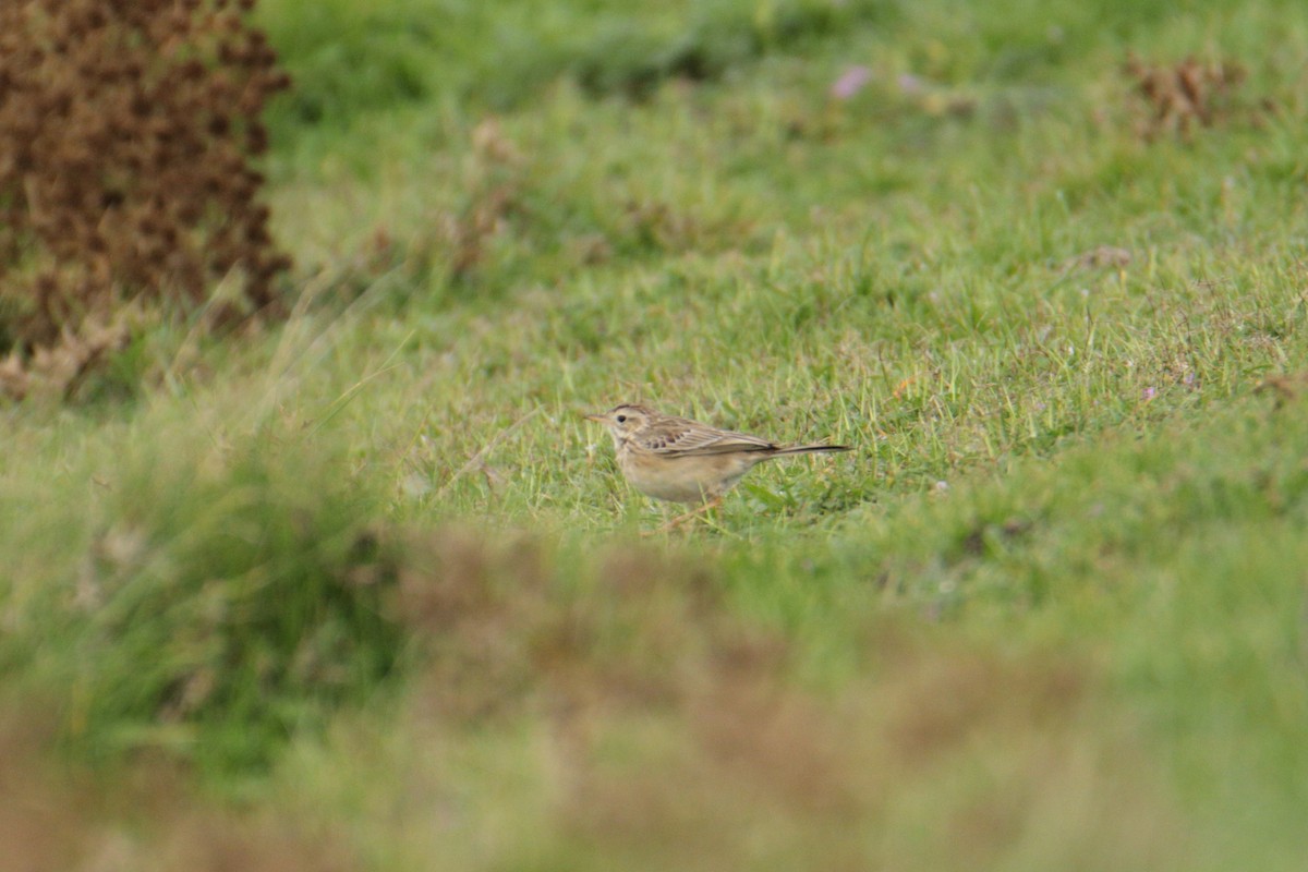 Bisbita de Richard - ML644233098