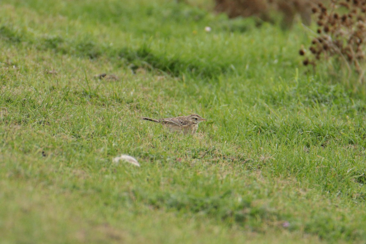 Bisbita de Richard - ML644233100