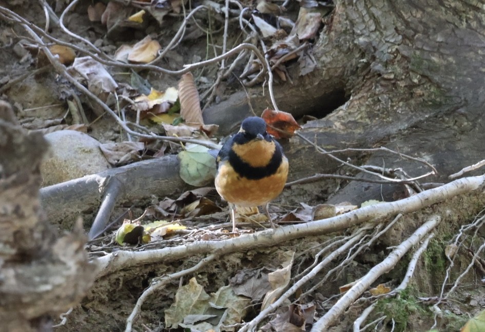 drozd pruhokřídlý - ML644233117