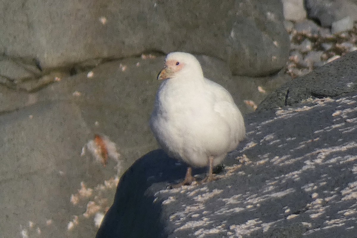 Snowy Sheathbill - ML644233161