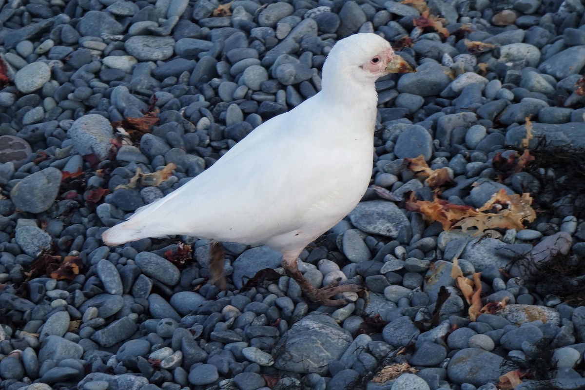 Snowy Sheathbill - ML644233162