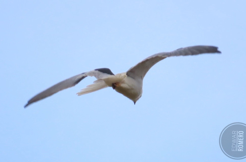 White-tailed Kite - ML644233170