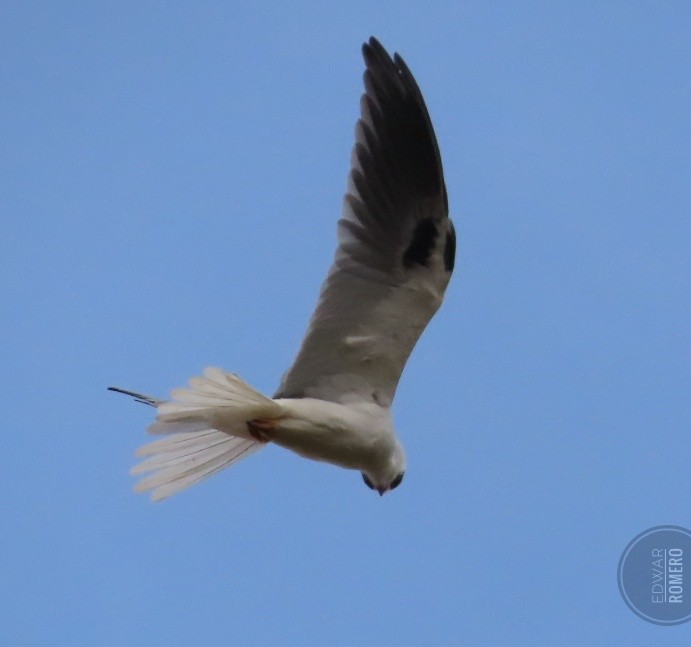 White-tailed Kite - ML644233171