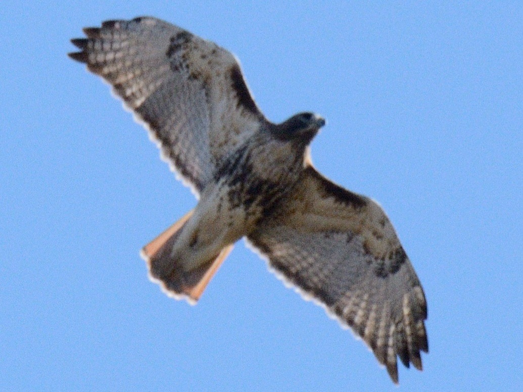 Red-tailed Hawk (borealis) - ML644233189