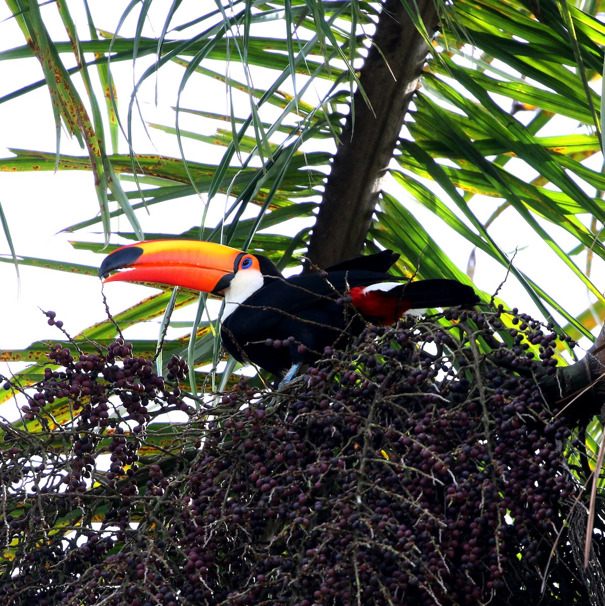 オニオオハシ - ML644233194