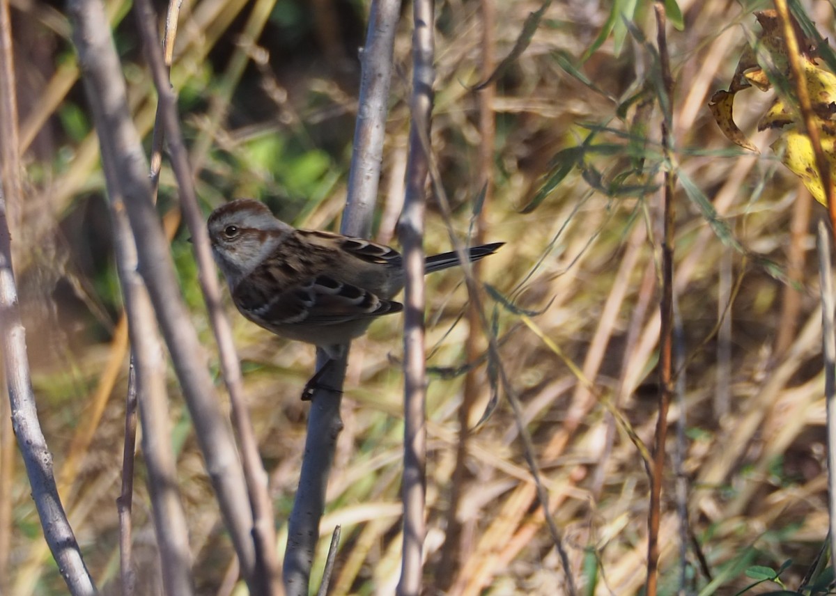 American Tree Sparrow - ML644233204