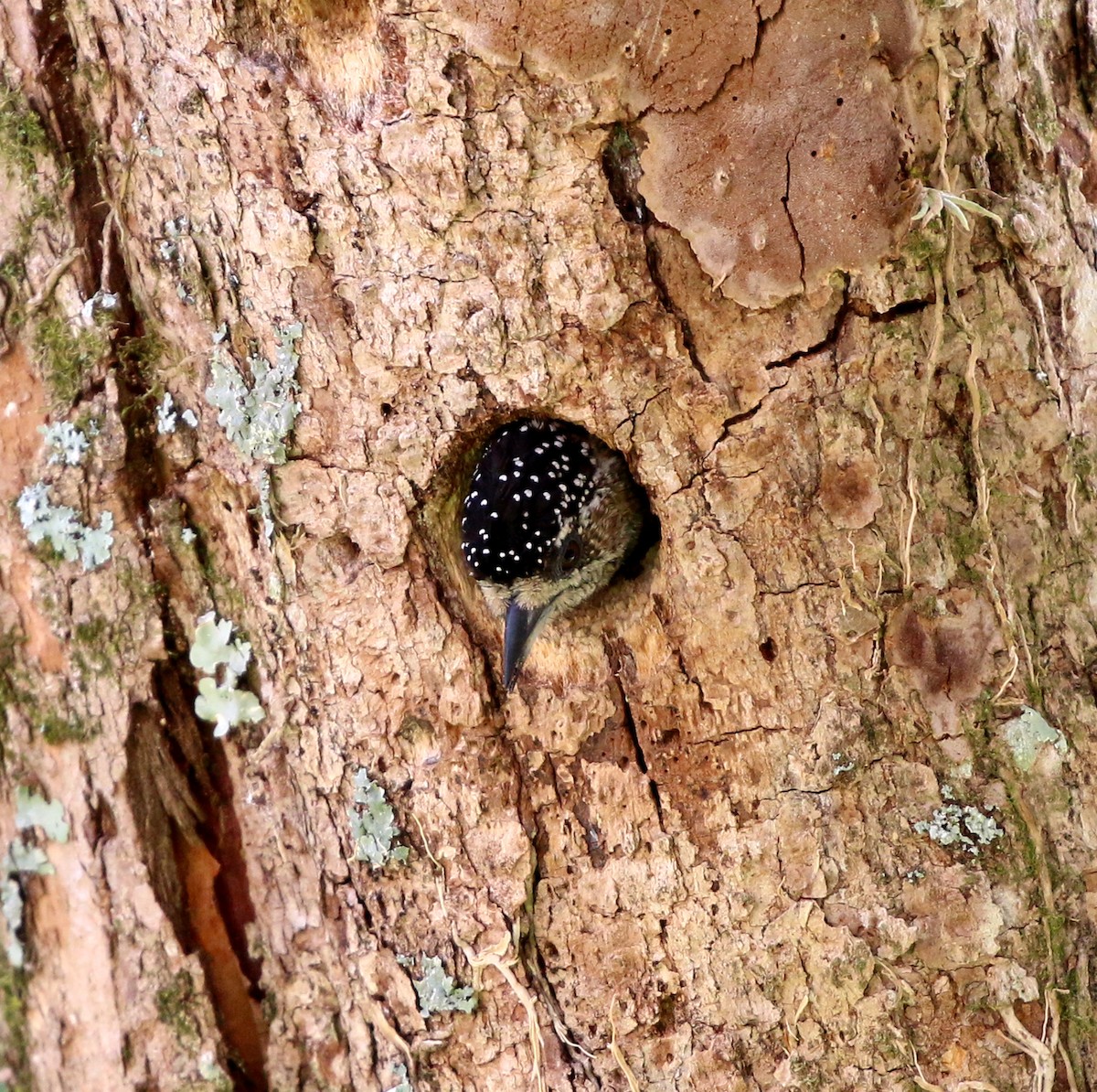 Zebrazwergspecht - ML644233205