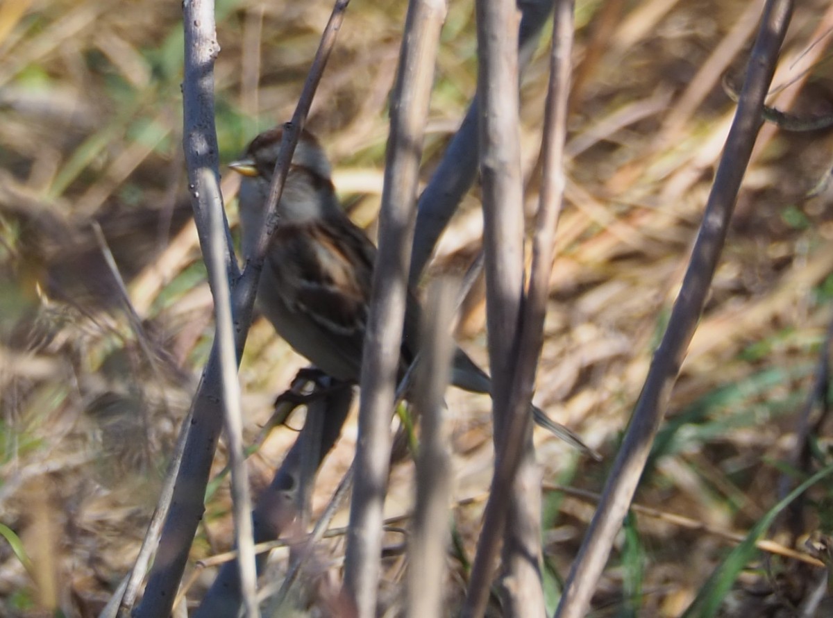 American Tree Sparrow - ML644233206