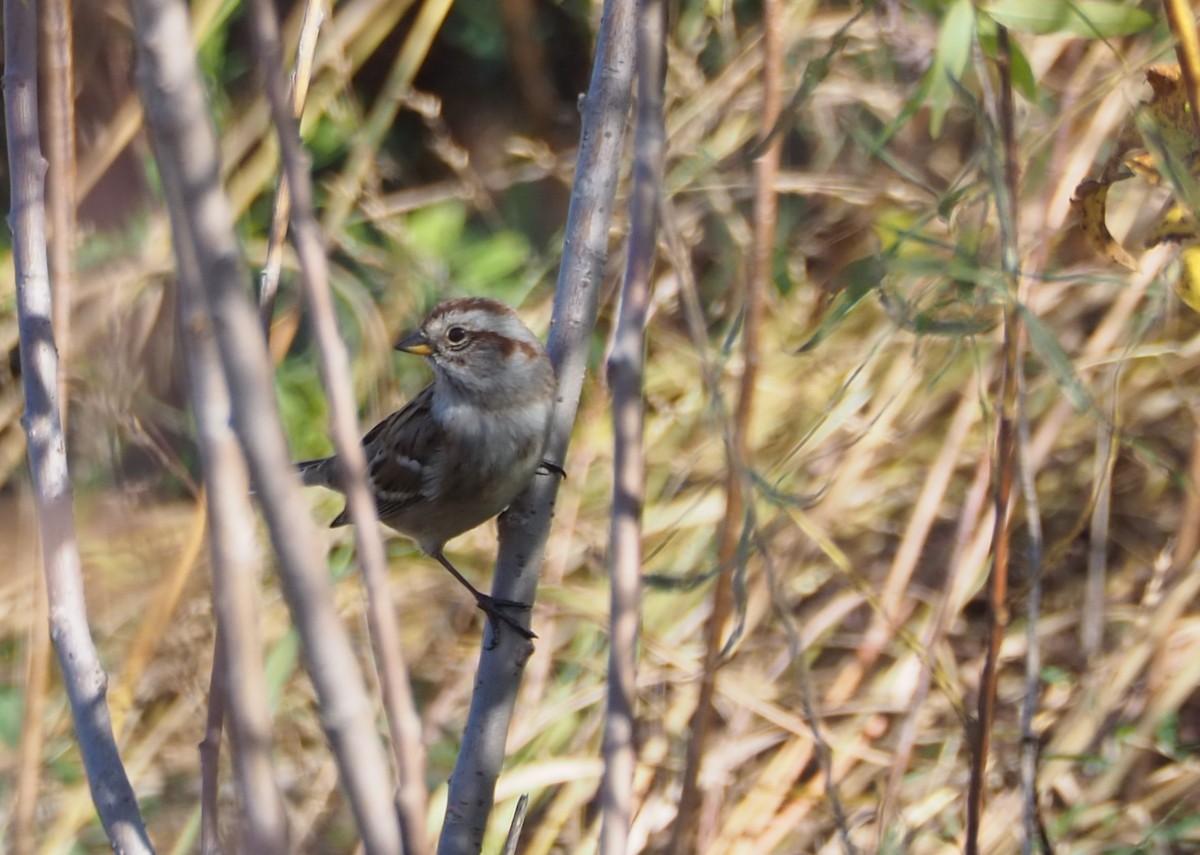 American Tree Sparrow - ML644233207