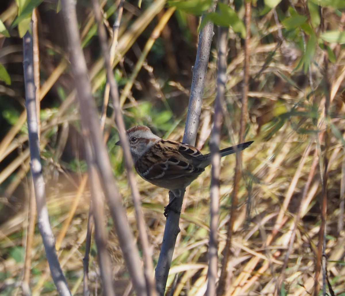 American Tree Sparrow - ML644233208