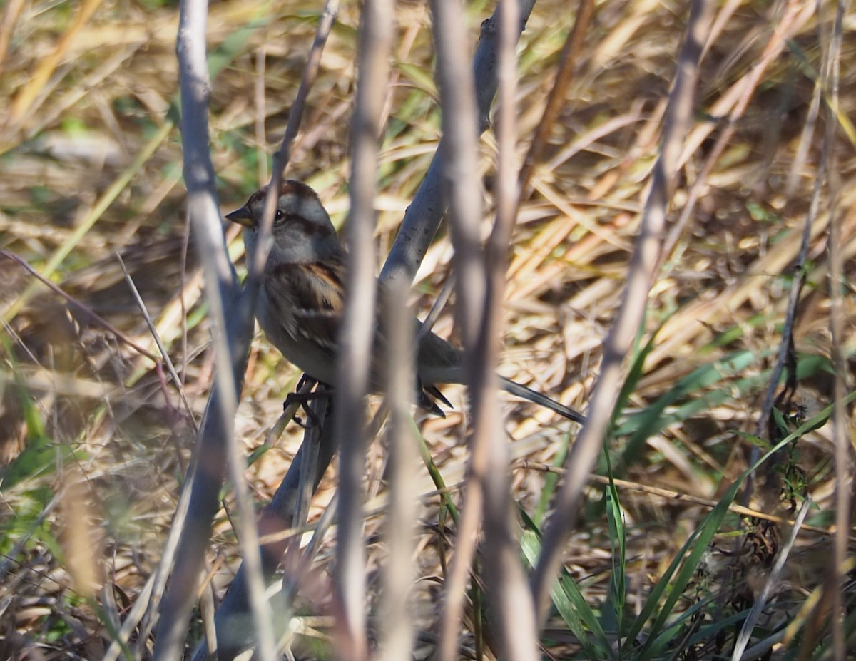 American Tree Sparrow - ML644233209