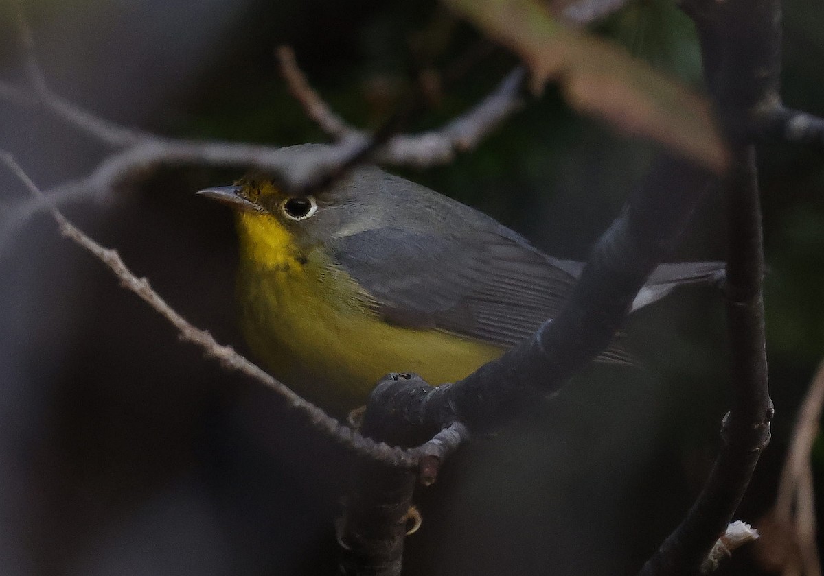 Canada Warbler - ML644233213