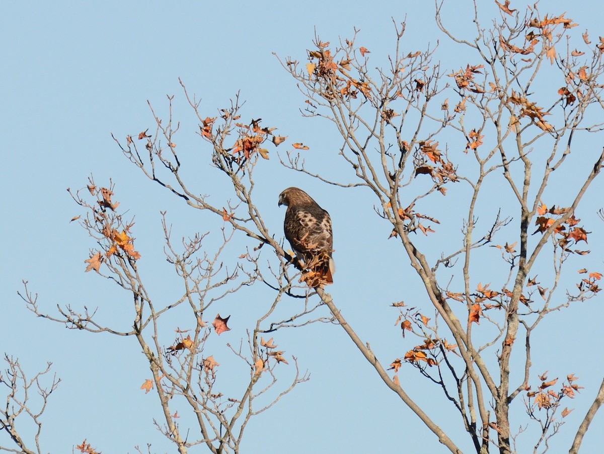 Red-tailed Hawk (borealis) - ML644233220