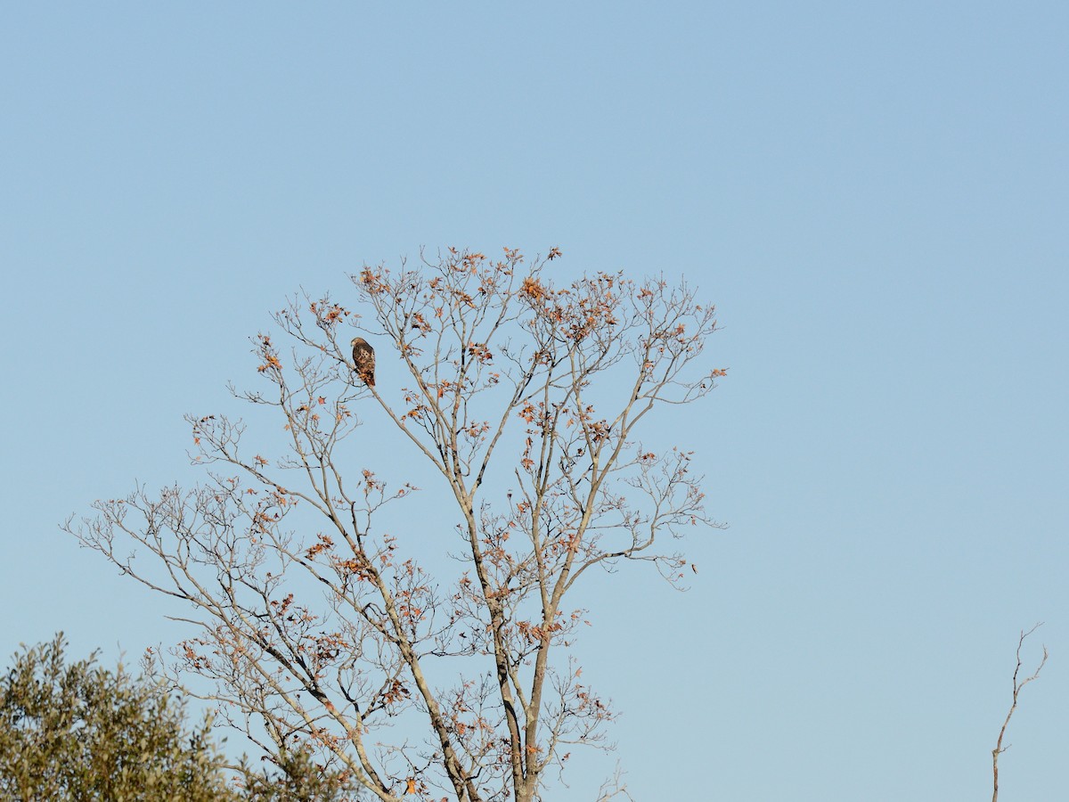 Red-tailed Hawk (borealis) - ML644233221
