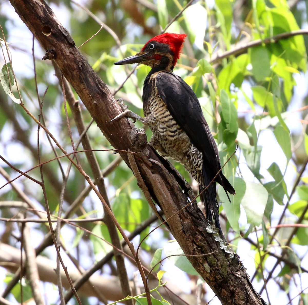 Lineated Woodpecker - ML644233224