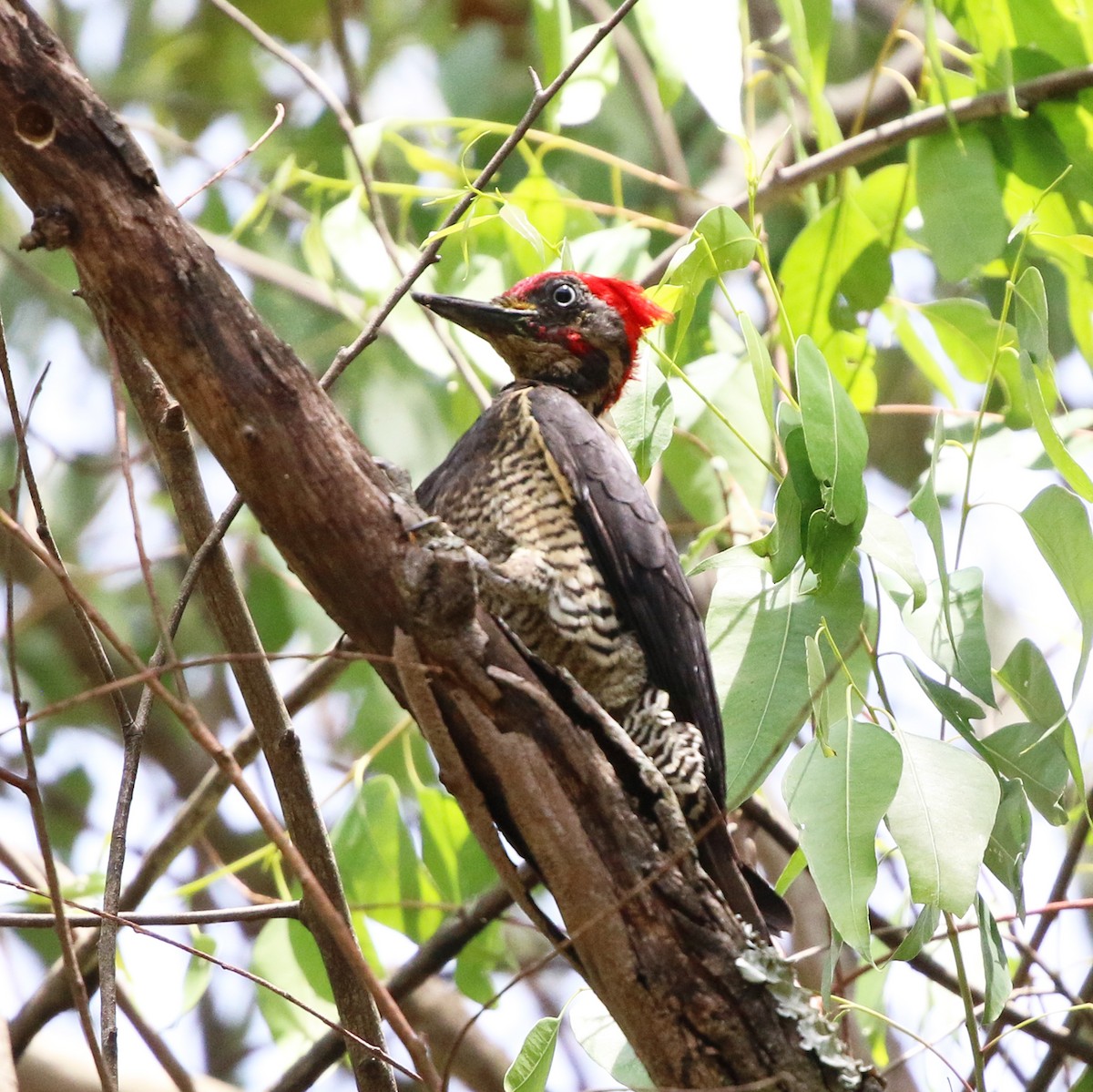Lineated Woodpecker - ML644233230