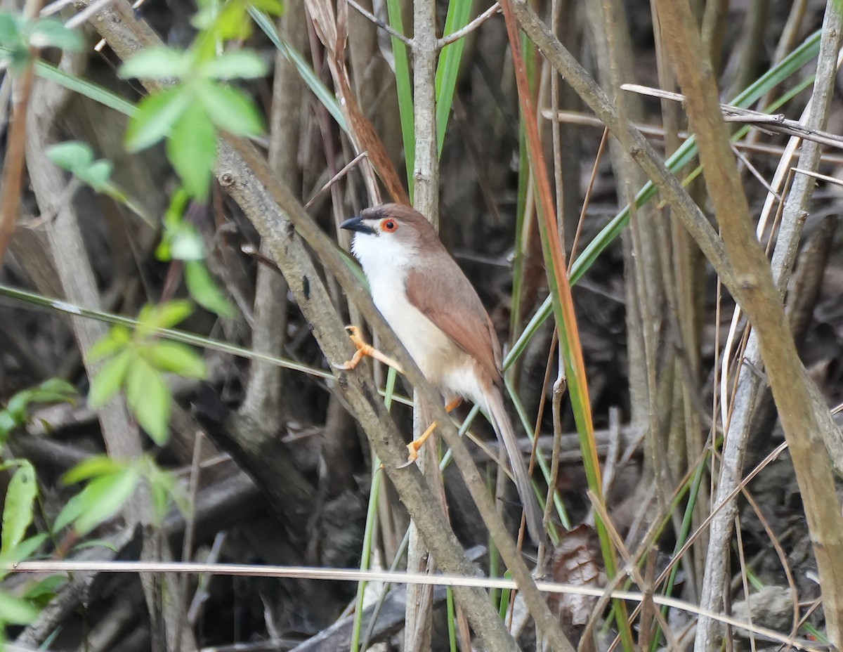 Timalí Ojigualdo - ML644233238