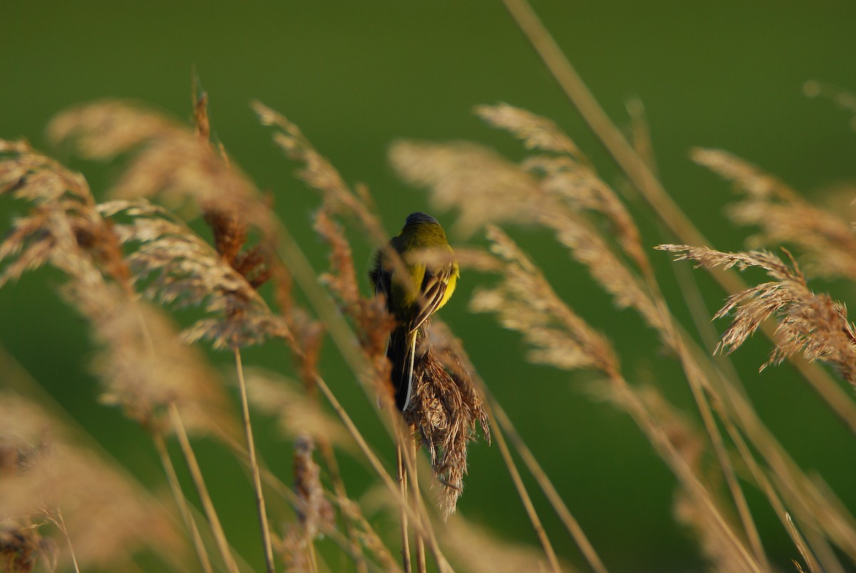 ニシツメナガセキレイ - ML644233239